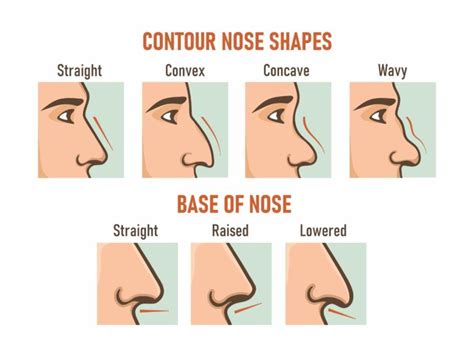 Nose Shape Overview .